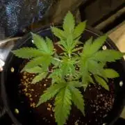 Black Cherry Punch Auto