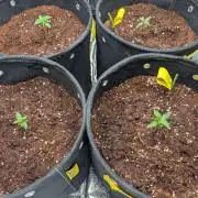 Black Cherry Punch Auto