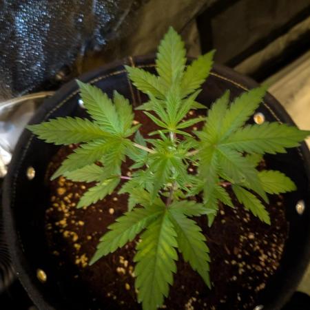 Black Cherry Punch Auto