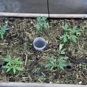 Home Breeding | Living Soil