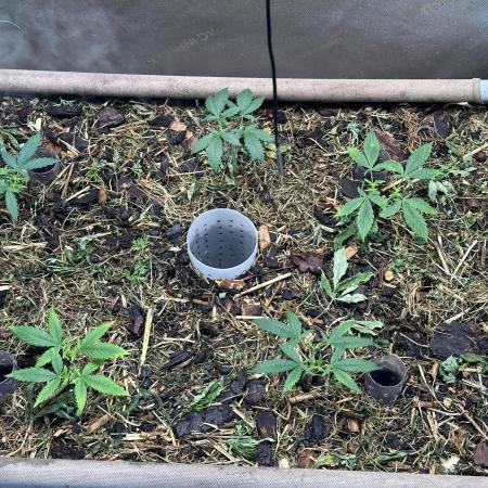 Home Breeding | Living Soil