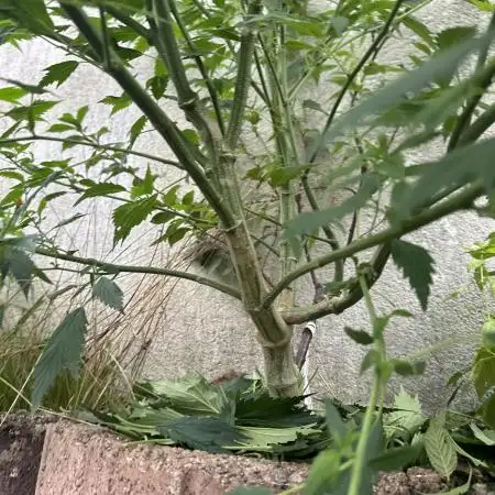 Open Pollination