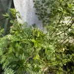 Terpyz ABC feral fuel outdoor