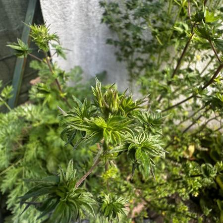 Terpyz ABC feral fuel outdoor