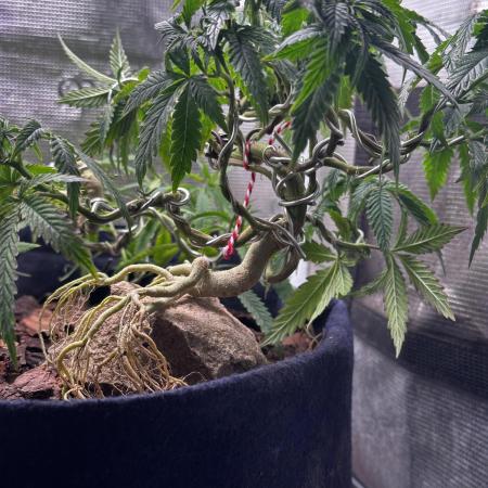 High Contact Bonsaï Project 👅