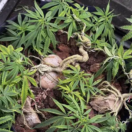 Hard BDSM Lao Highland Tribe Bonsaï