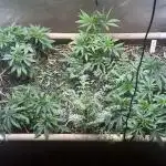 No-thill soil Indoor with good strain