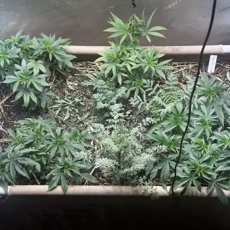 No-thill soil Indoor with good strain