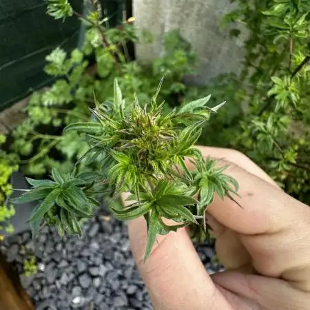 Terpyz ABC feral fuel outdoor