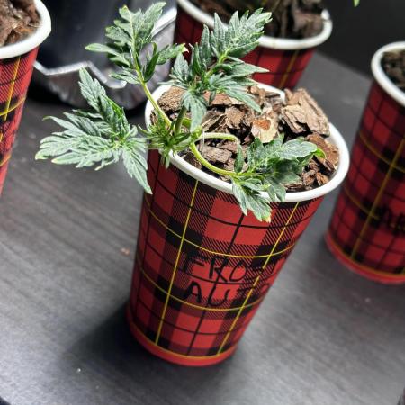 Frosty Auto in a cup