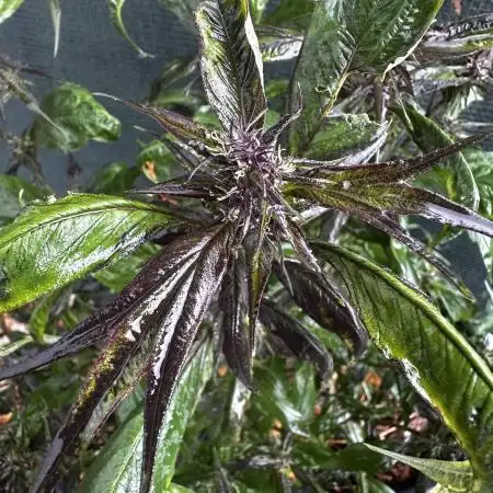 Open Pollination