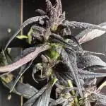 Revive 🧟‍♀️