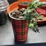 Frosty Auto in a cup