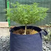 George became Bush (Outdoor Banger)