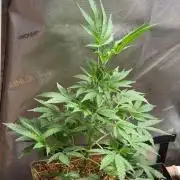 Flatulence Terpènique. 🌪️ Plant mâle.