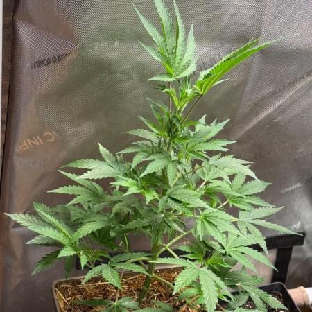 Flatulence Terpènique. 🌪️ Plant mâle.