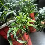 Frosty Auto in a cup