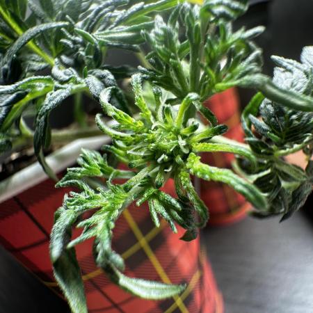 Frosty Auto in a cup