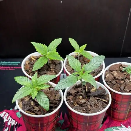 I hope to have a raptor