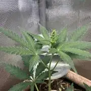 Homemade seed | Living Soil | Lazy grow