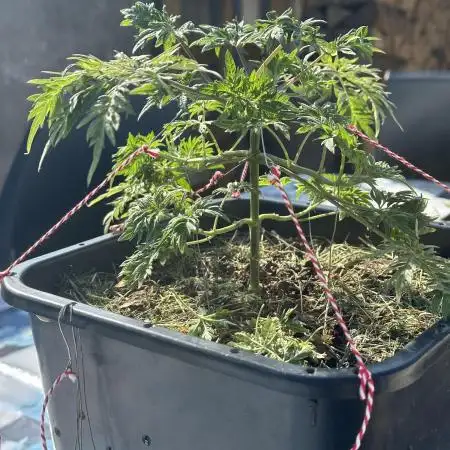 George became Bush (Outdoor Banger)