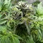 Terpyz ABC feral fuel outdoor