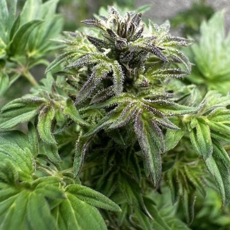 Terpyz ABC feral fuel outdoor