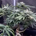 Millésime Bonsaï Project 👅