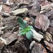 The outdoor banger is back(mother plant)