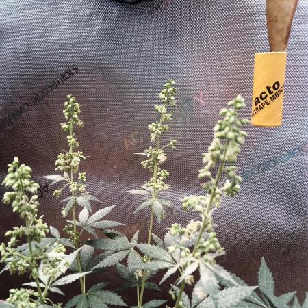 Homemade seed | Living Soil | Lazy grow