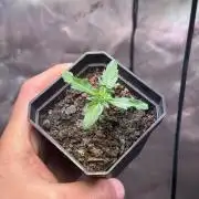 Ah batard tu fumes ? [Mutant/Guerilla]