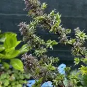 Terpyz ABC feral fuel outdoor