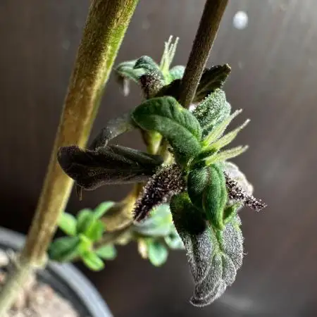 VENOM IS COME BACK BABY !!