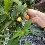 Open Pollination
