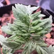 The outdoor banger is back(mother plant)