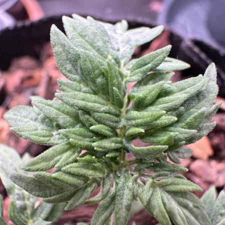 The outdoor banger is back(mother plant)