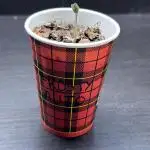 Frosty Auto in a cup