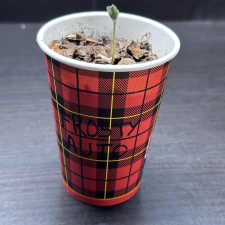 Frosty Auto in a cup