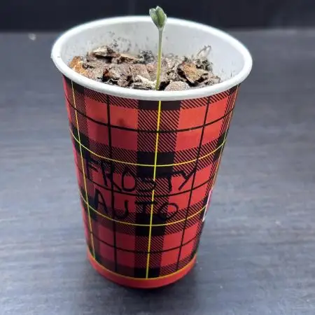 Frosty Auto in a cup