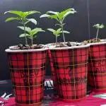 Aristode Seed Co