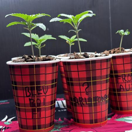 Aristode Seed Co