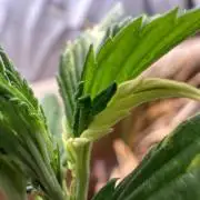 Mutation strain 🤭