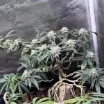 High Contact Bonsaï Project 👅