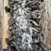 Indigenous Microorganisms