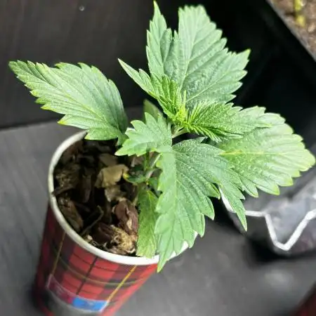 I hope to have a raptor