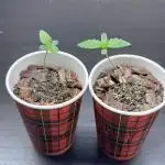 Aristode Seed Co