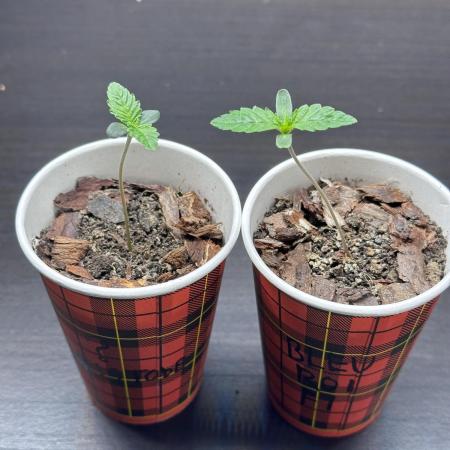 Aristode Seed Co