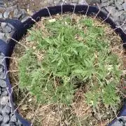 George became Bush (Outdoor Banger)
