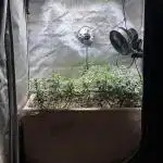 No-thill soil Indoor with good strain