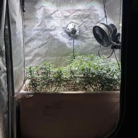 No-thill soil Indoor with good strain